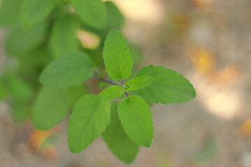 Growing green leaves of pure and fresh organic Ayurvedic medicinal plant tulshi ( basil)