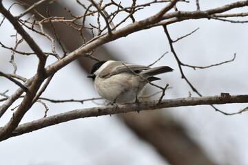 真冬の北海道の森の中、囀るハシブトガラ