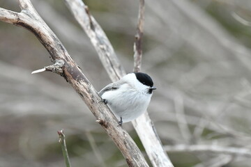 真冬の北海道の森の中、囀るハシブトガラ