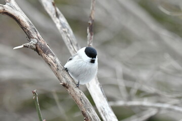 真冬の北海道の森の中、囀るハシブトガラ
