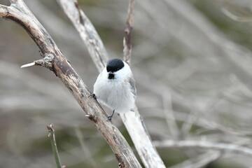 真冬の北海道の森の中、囀るハシブトガラ