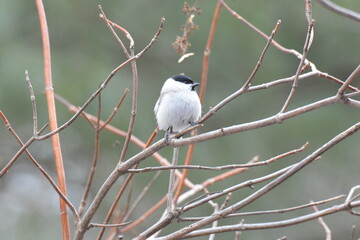 真冬の北海道の森の中、囀るハシブトガラ