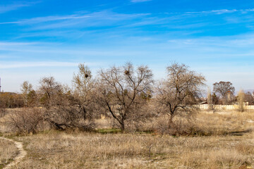 
in winter, the plain with dry trees