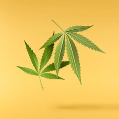 marijuana canabis leaf on field ganja farm sativa leaf weed