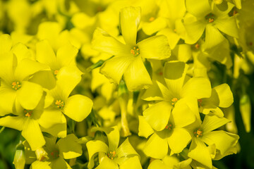 オオキバナカタバミの黄色い花