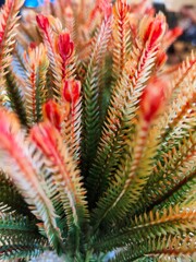 plastic flowers as indoor decoration