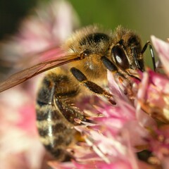 bee or honeybee in Latin Apis Mellifera on red flower