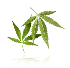 marijuana canabis leaf on field ganja farm sativa leaf weed