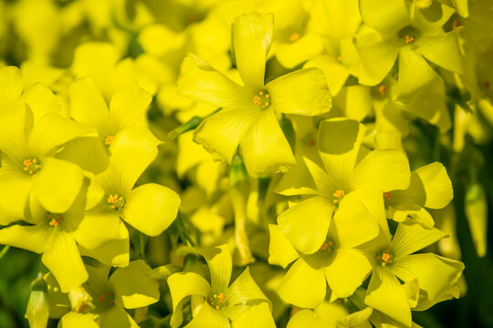44 Best オオキバナカタバミ Images Stock Photos Vectors Adobe Stock