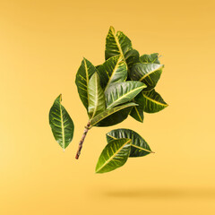 beautiful fresh green Codiaeum leaves © Agave Studio