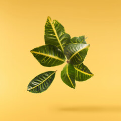 beautiful fresh green Codiaeum leaves © Agave Studio