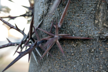 very big thorns on a branch