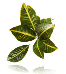 beautiful fresh green Codiaeum leaves © Agave Studio