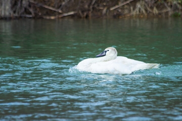 A wild trumpet swan swims in the river