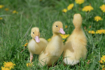 Three bright yellow ducklings among large dandelions