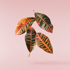 beautiful fresh green Codiaeum leaves © Agave Studio