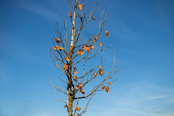 tree against sky