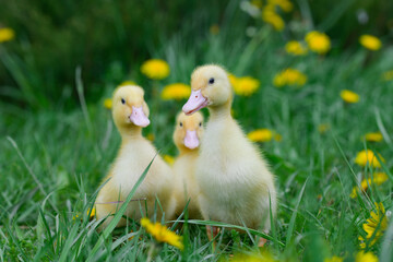 Three bright yellow ducklings among spring dandelions