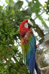 Fototapeta na wymiar Red-headed macaw parrot on an iron cage in a tropical garden