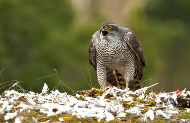 azor adulto con una presa en el bosque