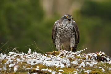 azor adulto con una presa en el bosque