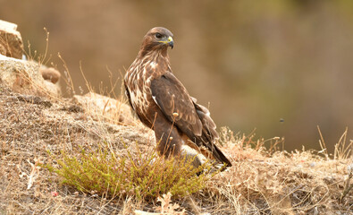aguila ratonero posado en el campo