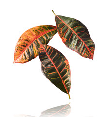 beautiful fresh green Codiaeum leaves © Agave Studio