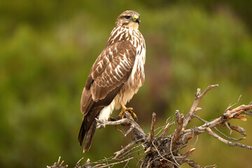 aguila ratonero en su posadero