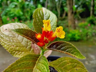 Chrysothemis pulchella