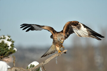 milano real en la nieve