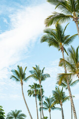 Fototapeta na wymiar Palmen am Strand bei Sonnenschein und blauem Himmel