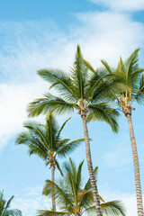 Fototapeta premium Palmen am Strand bei Sonnenschein und blauem Himmel