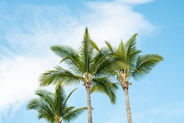 Obraz premium Palmen am Strand bei Sonnenschein und blauem Himmel