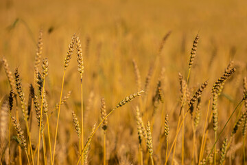 golden wheat field and sunny day Rural landscape. Beautiful natural scenery at sunset. Rich harvest.