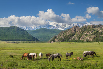 Fototapeta na wymiar Horses graze in a meadow against the background of snow-capped peaks, summer day in the Altai mountains