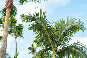Palmen am Strand bei Sonnenschein und blauem Himmel