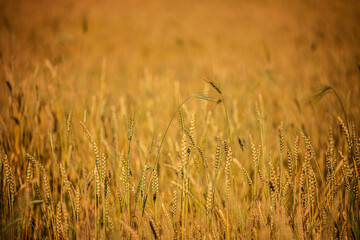 golden wheat field and sunny day Rural landscape. Beautiful natural scenery at sunset. Rich harvest.