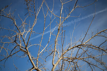 branches against blue sky