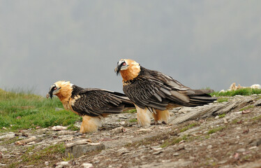 Dos quebrantahuesos posan en el pirineo