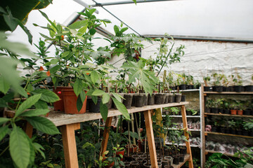 greenhouse with a variety of exotic plants