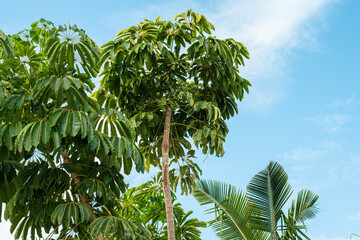 Palmen am Strand bei Sonnenschein und blauem Himmel