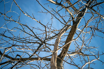 tree branches against blue sky