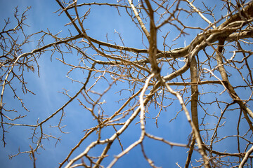 branches against blue sky