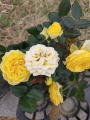노란장미와 백장미