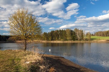 Fototapeta premium pond with swan and beautiful clouds, springtime view