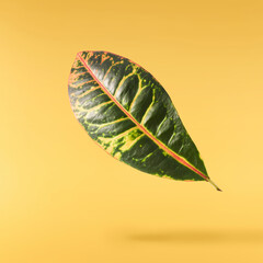 beautiful fresh green Codiaeum leaves © Agave Studio