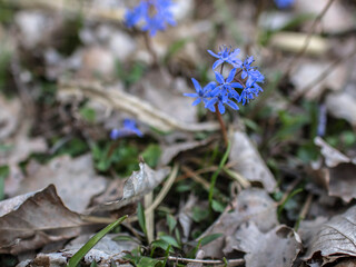 Blue, spring flowers on the ground in the forest, among the dry leaves.