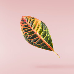 beautiful fresh green Codiaeum leaves © Agave Studio