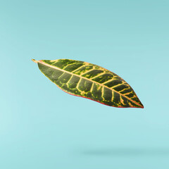beautiful fresh green Codiaeum leaves © Agave Studio