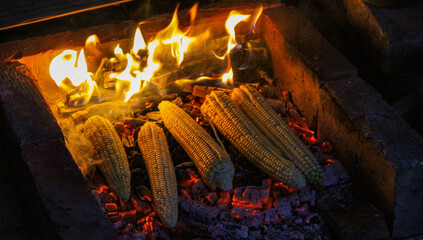 Freshly harvested corn is grilled with a little fire and smoke in the background. Traditional way of roasting corn in Bosnia.